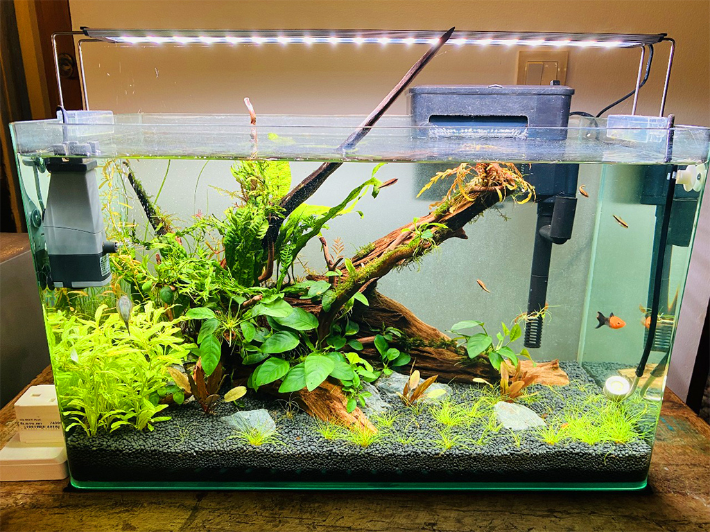 Professional Aquascape Advice