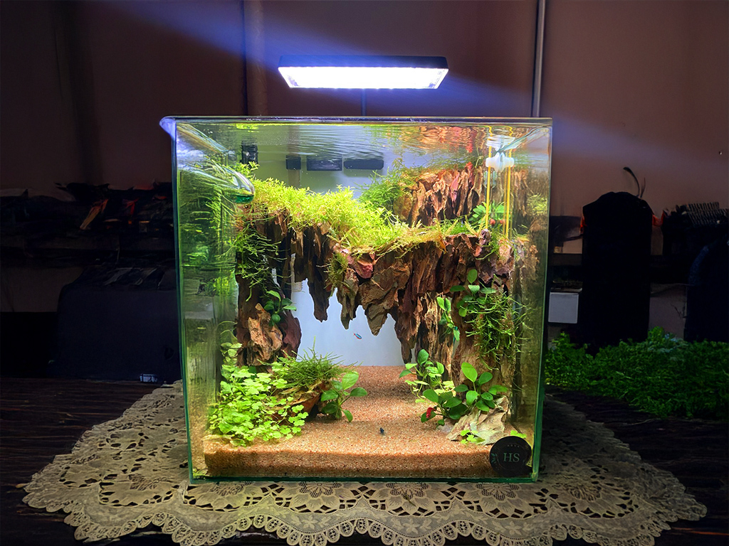 Aquarium Setup Guidance