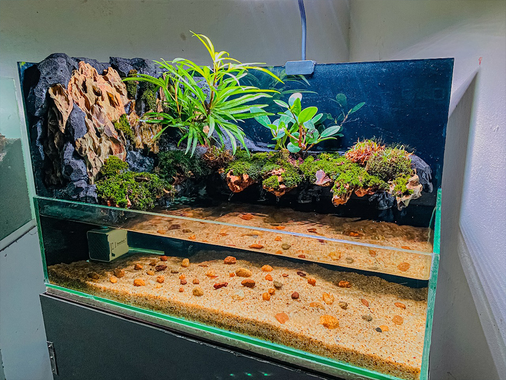 Aquascape Maintenance