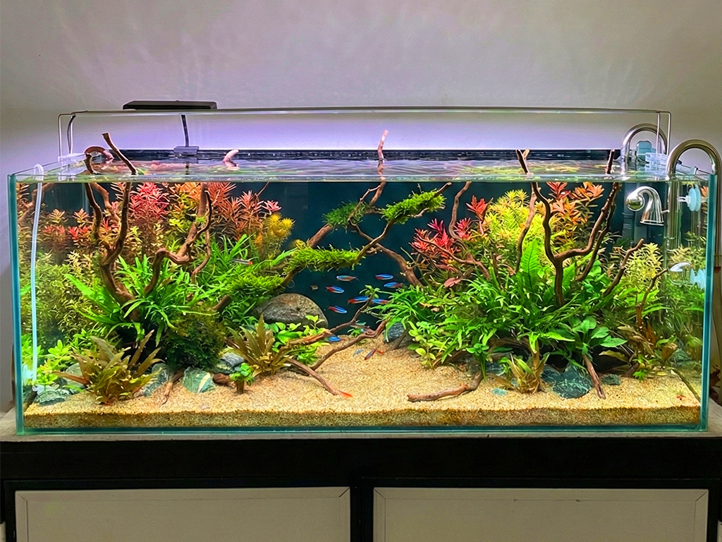 Custom Planted Aquarium Design