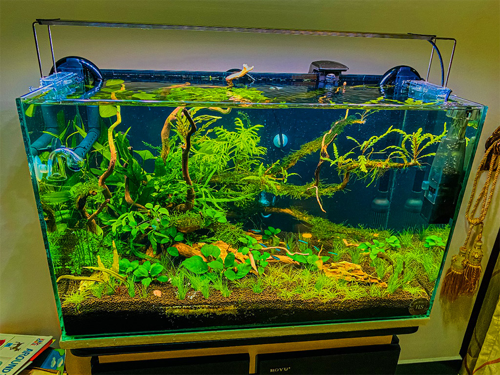 Professional Aquascape Installation